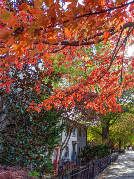 istock Autumn in Shaw, Washington, DC 1188018345