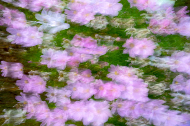 Pink cosmos flowers in Eastbourne