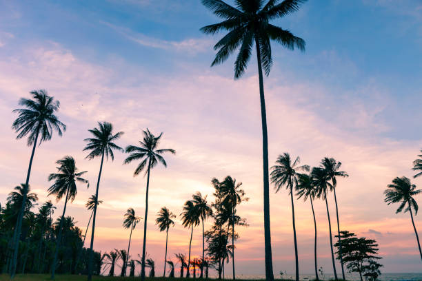 istock coconut palm tree on sunset or sunrise sky background 1188020427
