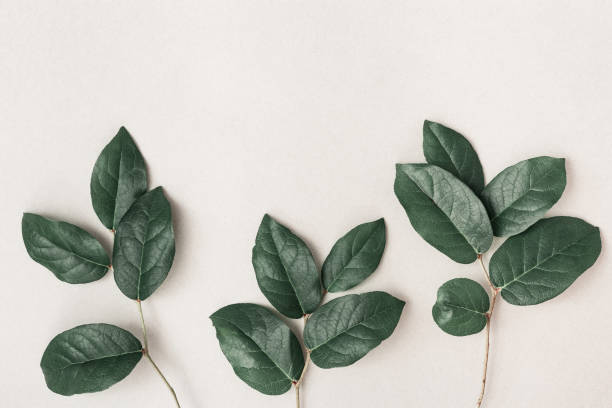 istock Minimal style composition with fresh small branches with green leaves on light background with copy space. Organic plants and care of the environment. 1188020686
