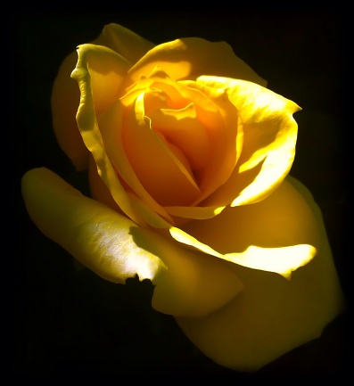 A stunning portrait of a mid bloom yellow rose.