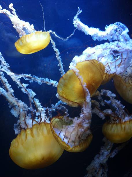 istock Jellyfish Swarm 1188021559