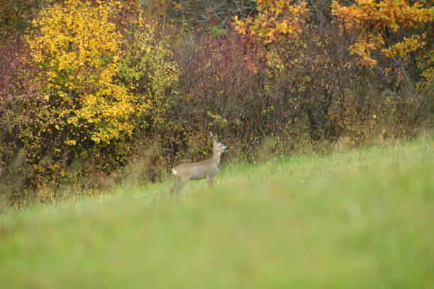 istock Roe deer walking on a meadow in the background colorful autumn trees 1188021719