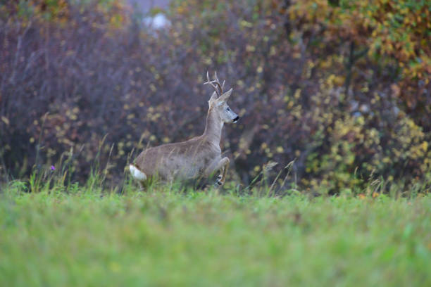 istock Roe deer walking on a meadow in the background colorful autumn trees 1188021735