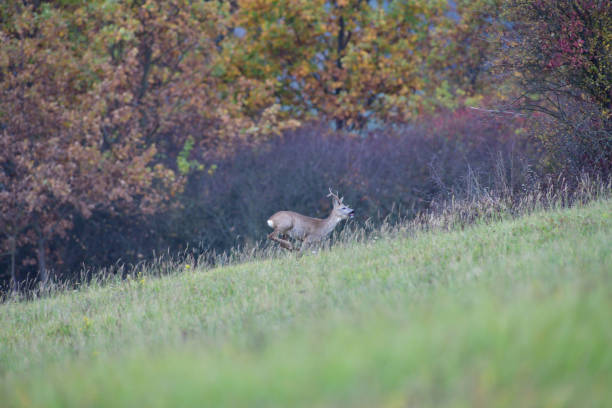 istock Roe deer walking on a meadow in the background colorful autumn trees 1188021755