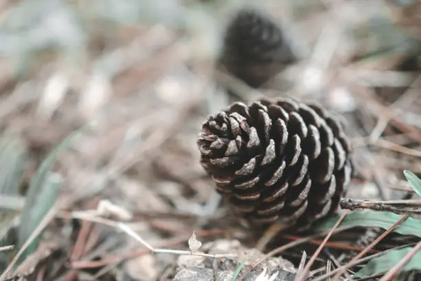 Photo of Close up of a dry pinecone on the ground in front of a blurry autumn background.(Selective focus)