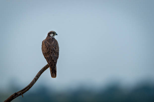 istock Laggar falcon or Falco jugger an angry and migratory bird Sitting on  perch with green background during winter morning in an open grass field of tal chhapar blackbuck sanctuary, rajasthan, india 1188024603