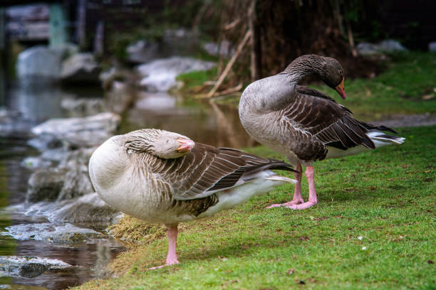 deux oies de greylag sur une herbe - beck photos et images de collection