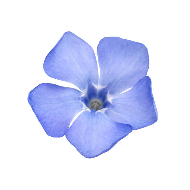 istock blue wild spring primrose periwinkle flower isolated on white ba 1188025566