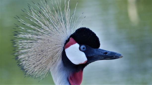 istock East African crested crane 1188026756