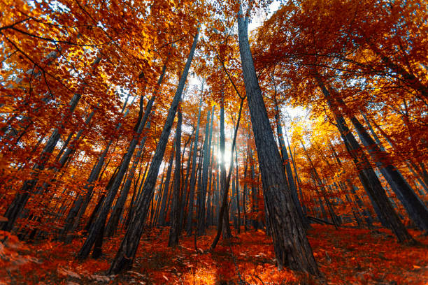 colorful autumn forest trees