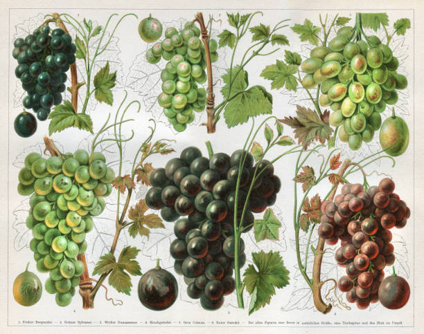 ilustrações de stock, clip art, desenhos animados e ícones de grape vineyard variation wine 1897 - chromolithograph