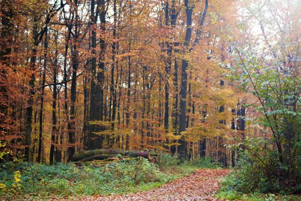 istock road in autumn 1188028356