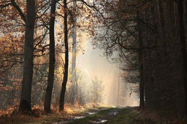 istock Country road at dawn 1188030171