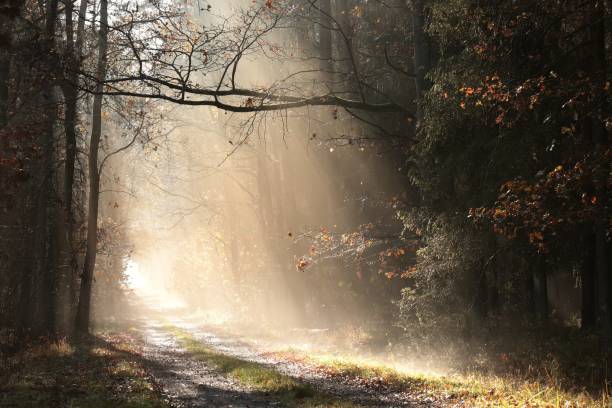 istock Country road at sunrise 1188030213