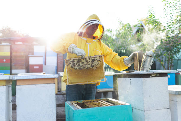 istock Professional beekeeper working outdoors and wearing the protective suits used for beekeeping. Beekeeper harvesting honey from a bee hive. 1188030300
