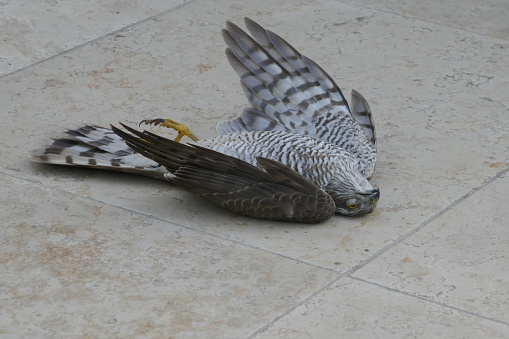 Dead, lying on its back, bird of prey after a collision with a windowpane.