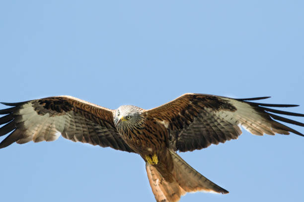 A Brown,Black and White Red Kite Bird Large Wings Flying.