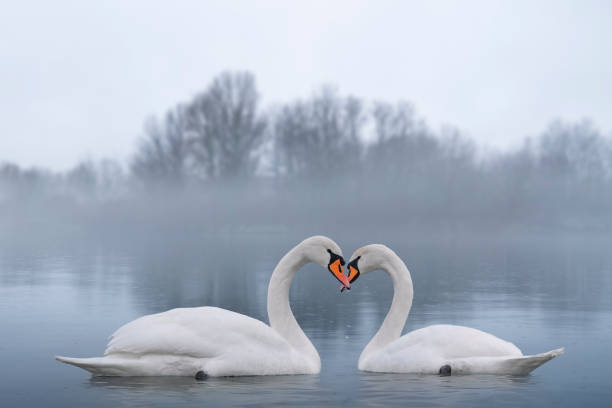 coppia di bellissimi cigni bianchi che svernano al lago. lago nebbioso con uccelli. sfondo romantico. - cigno foto e immagini stock