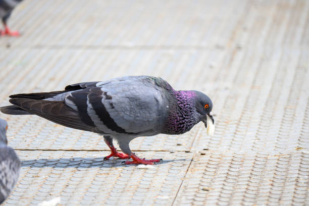 istock Close up image  with Pigeons on the street. 1188032411