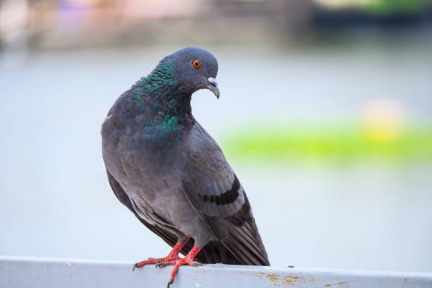 istock Close up image  with Pigeons on the street. 1188032418