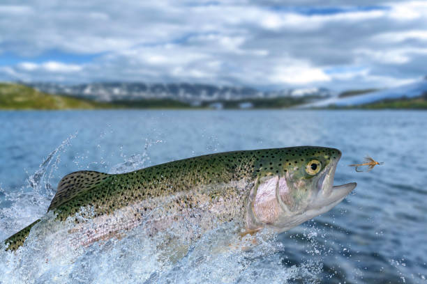 4,900+ Fly Fishing Flies Stock Photos, Pictures & Royalty-Free Images ...