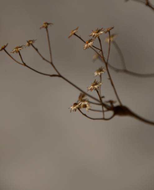 istock Frozen bush in winter in Canada 1188032472