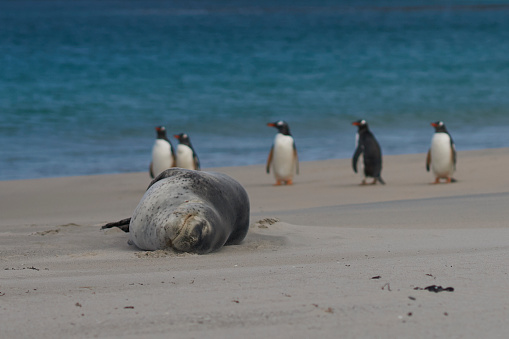 Gentoo Penguins (Pygoscelis papua) pass a sleeping Leopard Seal (Hydrurga leptonyx) on a sandy beach Bleaker Island in the Falkland Islands.