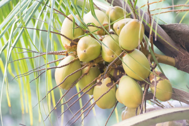 istock Bunch of Ripe Coconuts on the Tree. 1188033688