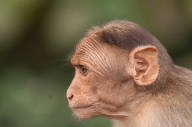 istock Rhesus macaque, Indian Monkey in pensive mood 1188033690
