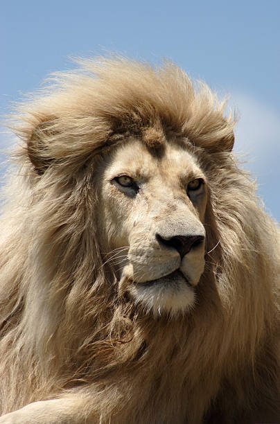 istock Male white lion 118803516