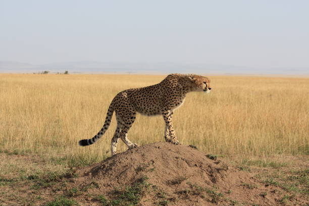 istock Queen of Maasai Mara 1188035869