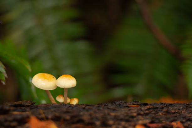 istock Small mushrooms in a forest 1188036319