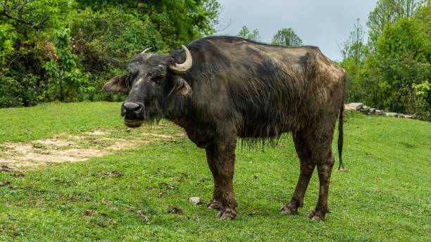 istock Water Buffalo in Mountains. Panchase, Nepal 1188037338