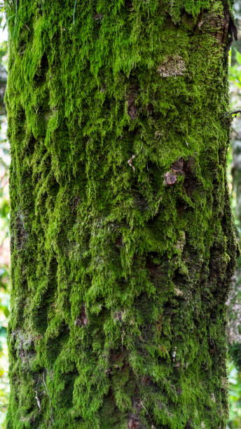 istock Detail of a Tree Trunk with Moss 1188038730