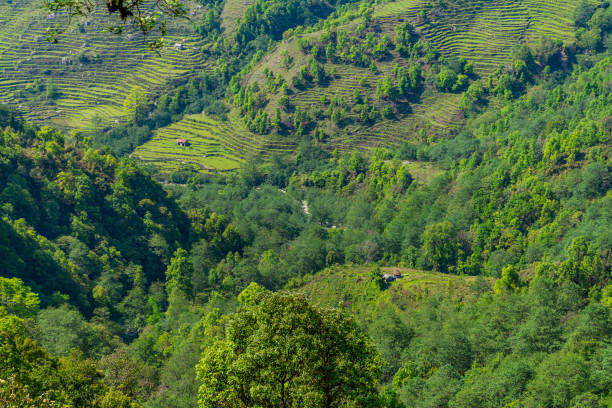 istock Valley with Rice fields in Panchase, Pokhara, Nema 1188039352