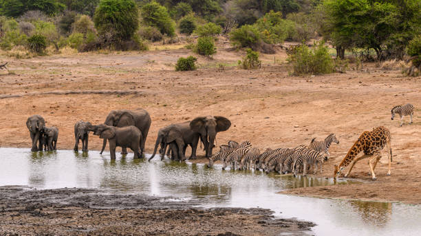 istock Burchell's zebra, Southern Giraffe and African Elephant drinking 1188039525