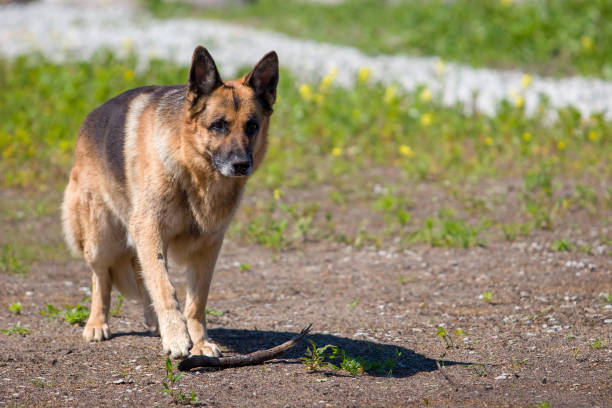 istock Shepherd raised its paw and touches the stick on the ground. 1188039588