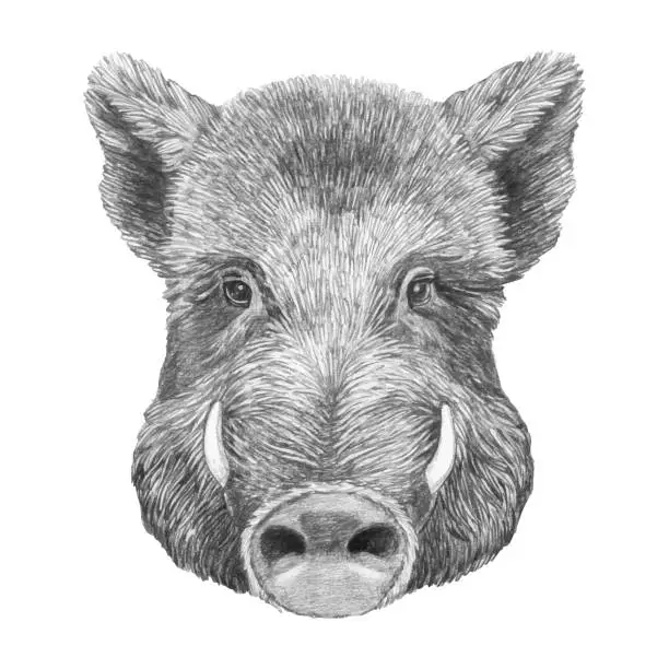 Vector illustration of Portrait of Boar. Hand-drawn illustration. Vector isolated elements.