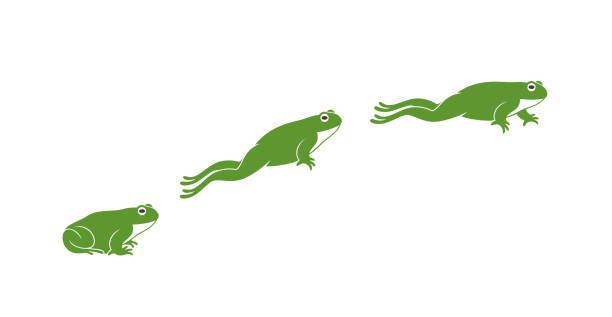 illustrazioni stock, clip art, cartoni animati e icone di tendenza di salto di rana. rana isolata che salta su sfondo bianco - red frog