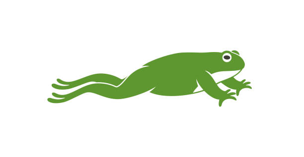 Leaping Frog Illustrations, Royalty-Free Vector Graphics & Clip Art - iStock