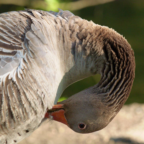 istock A Greylag Goose preening its breast feathers 1188044500