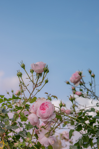 Beautiful Pink Climbing Roses against a Blue Sky, Selective Focus with Copy Space