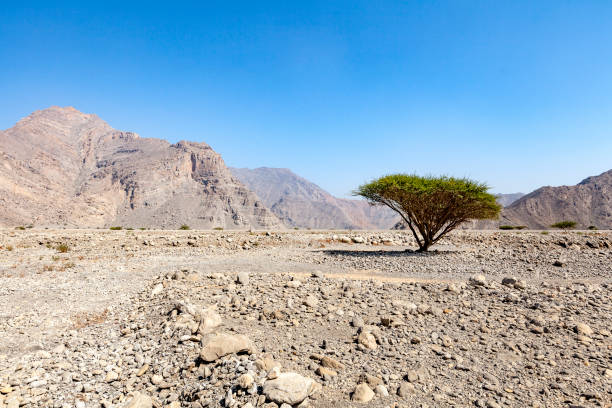 lonely desert tree, oman a lonely desert tree at ru'us al jibal al hajar mountains in musandam peninsula, sultanate of oman. Oman stock pictures, royalty-free photos & images