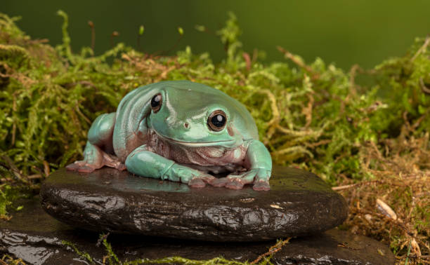 rana arboricola bianca - whites tree frog foto e immagini stock