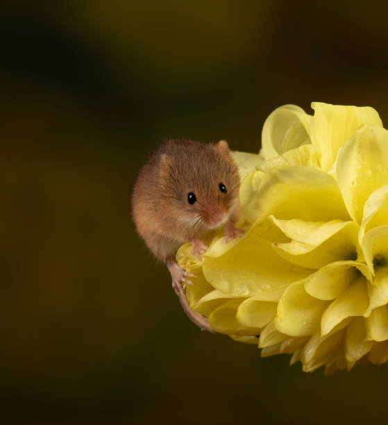 istock Harvest Mouse on flower head 1188046456