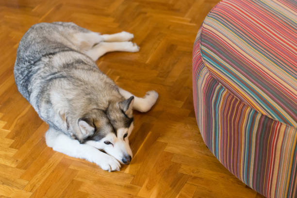 Siberian husky lying on the parquet in the living room.