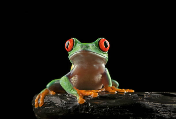 Backlit image of Red-eyed tree frog sitting on stone