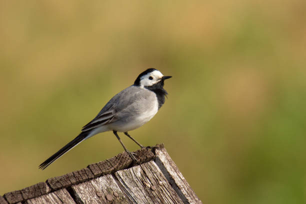 istock The white wagtail (Motacilla alba) singing on wooden roof 1188047672