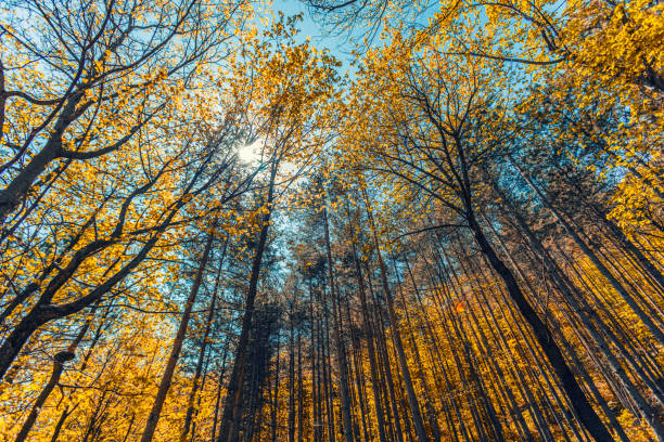 autumn forest.nature in autumn time